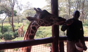 A giraffe being fed treats at the Giraffe Center.