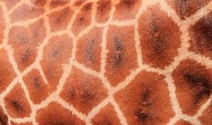 Closeup of a giraffe's fur.