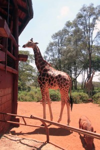 Giraffe standing by the feeding platform.