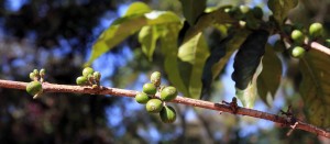 Closeup of Kenyan coffee beans.