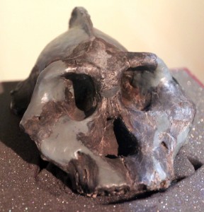 "The Black Skull", Paranthropus aethiopicus (2.5 million years old).