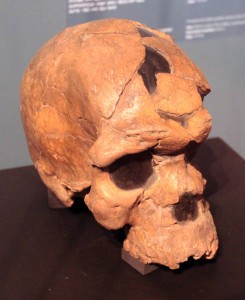 One of the earliest known fossils of Homo sapiens at 160,000 years old.