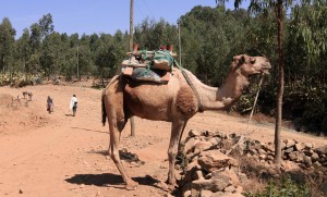 Camel parked on the side of the road in Axum.