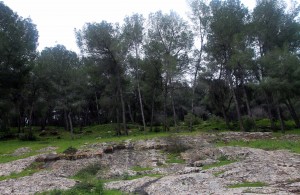 Forest west of Giv'at Avni.