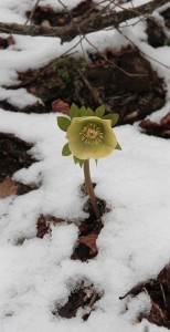 Flower emerging at Winter's end.