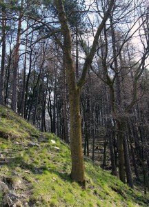 Trail and woods near the entrance to Bran Castle.