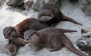 A family of otters in Belgrade Zoo.