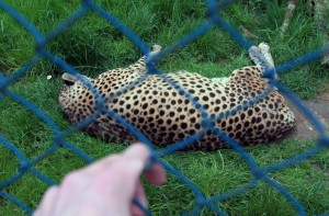 Me tempting the leopard in Belgrade Zoo with my delicious fingers.