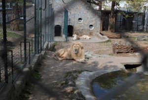 Lions resting in the zoo.