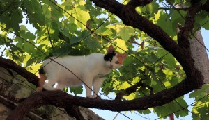A cat climbing on a grapevine.