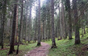 Trail through the woods in Durmitor National Park.