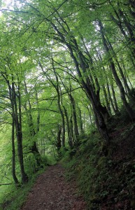 Trail through fresh green trees.