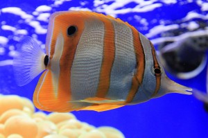 Long-nose butterfly fish.