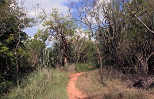The trail near an overlook point.