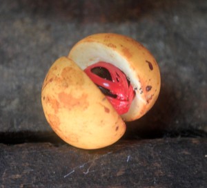 Sliced nutmeg fruit with the seed and crimson aril visible - the seed is the source of nutmeg and the aril is the source of mace.