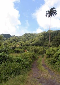 Dirt road and a tall palm on Grenada.