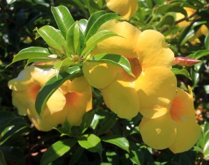Yellow flowers in Grenada.