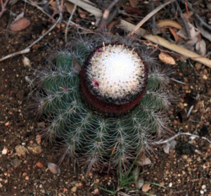 Melocactus (also known as the Turk's cap cactus).