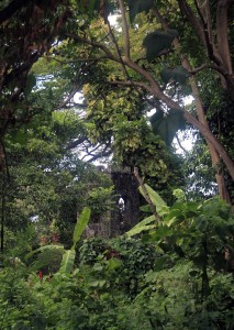 Rainforest in Saint Kitts.