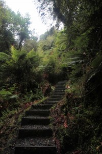 Set of steps on the trail.