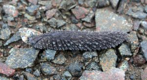A slug on Mount Luxmore.