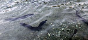 Freshwater eels (called "tuna" in Māori) in the Clinton River.
