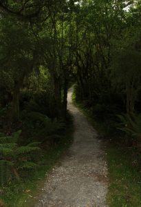 The trail winding through the forest.
