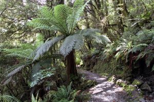 Rough tree ferns along the trail.
