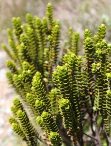Closeup of a hebe - an alpine plant.