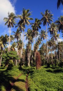 Driving through the tall coconut palms on Pentecost Island.