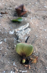 Interesting looking fruit found on the beach at Lemen Bay.
