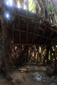 Shelter inside the large banyan tree; banyan trees are used as protective shelters when cyclones hit Vanuatu.