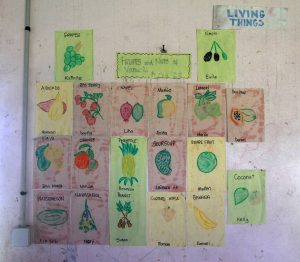 Various fruits and nuts found in Vanuatu; drawn by the schoolchildren, this was on display in one of their classrooms.
