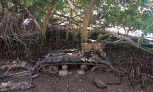 Another U.S. tank from World War II, being overtaken by mangroves.