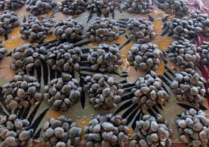 Black mussels from the rivers in Fiji, for sale in the market.